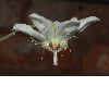 image of Cajophora lateritia