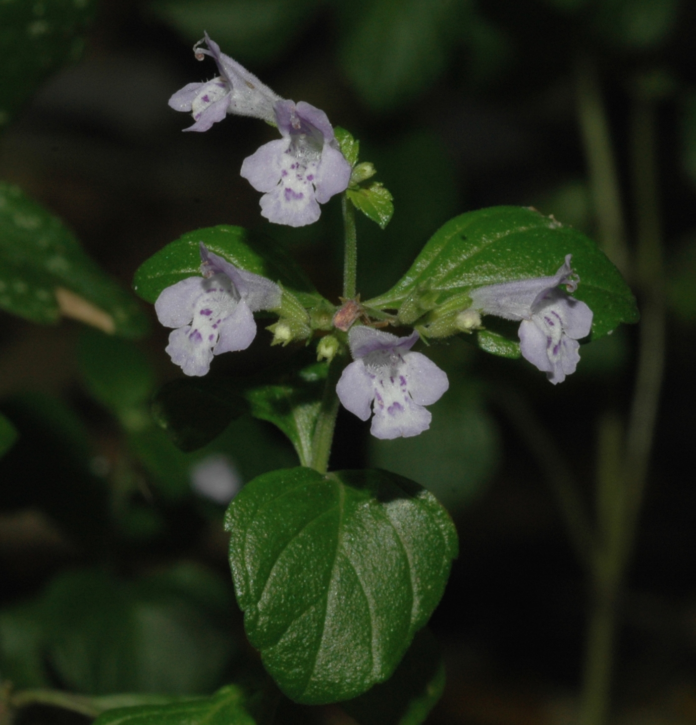 Lamiaceae Calamintha nepeta