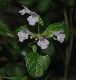 image of Calamintha nepeta