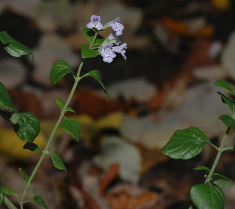 Lamiaceae Calamintha nepeta