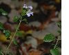 image of Calamintha nepeta