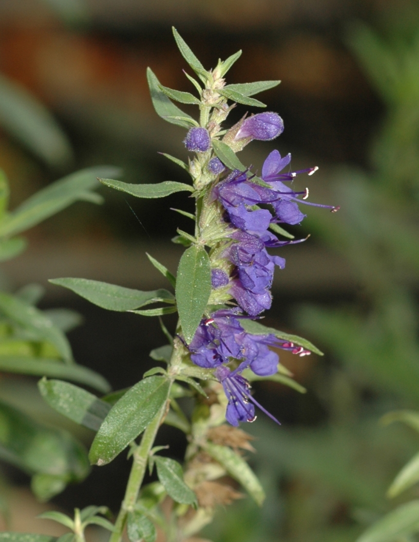 Lamiaceae Hyssopus officinalis