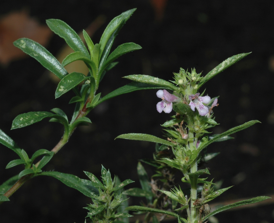Lamiaceae Satureja montana