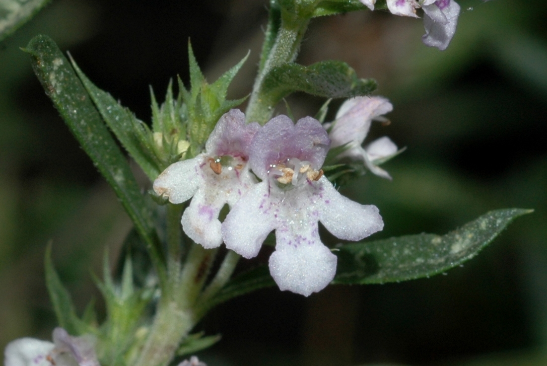 Lamiaceae Satureja montana