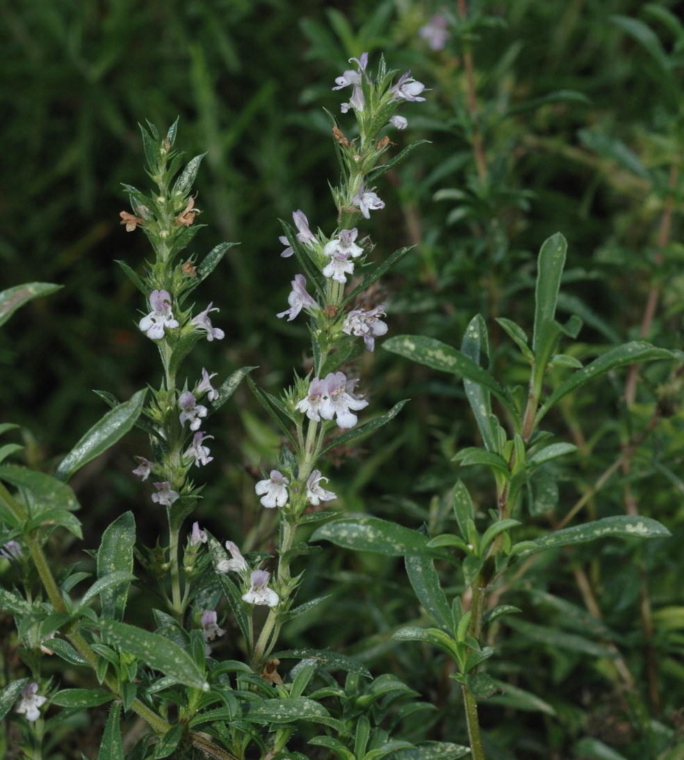 Lamiaceae Satureja montana