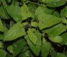 image of Perovskia atriplicifolia
