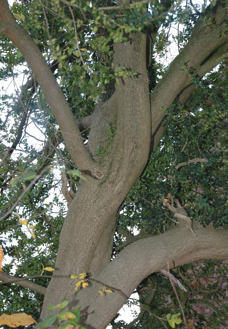 Buxaceae Buxus sempervirens