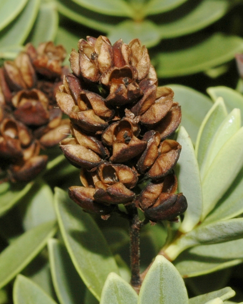 Plantaginaceae Hebe 