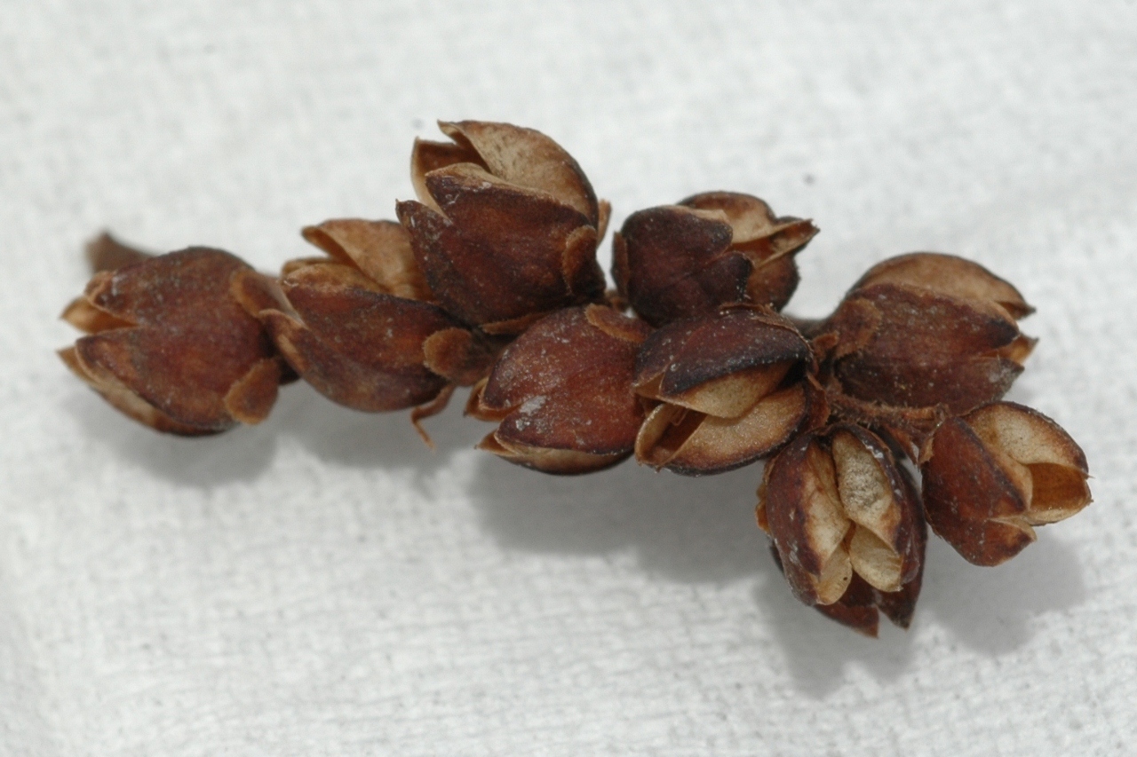 Plantaginaceae Hebe 