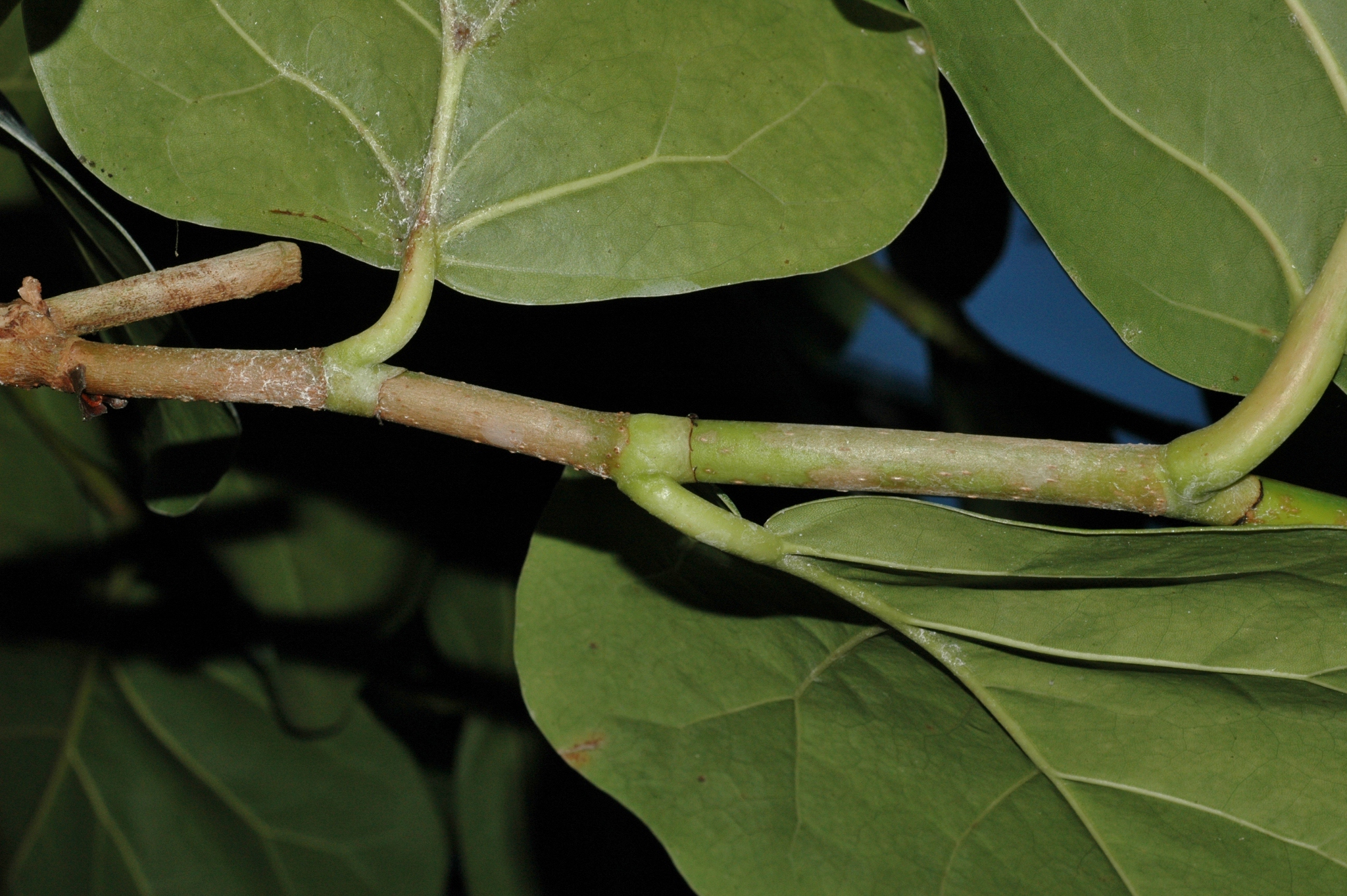 Polygonaceae Coccoloba uvifera