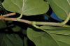 image of Coccoloba uvifera