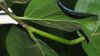image of Coccoloba uvifera