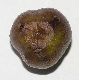 image of Kirengeshoma palmata