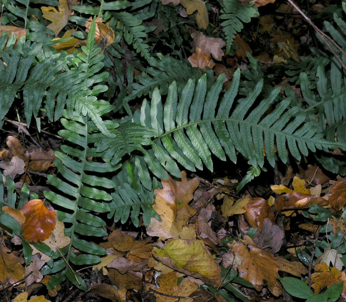 Polypodiaceae Polypodium vulgare
