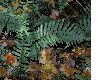 image of Polypodium vulgare