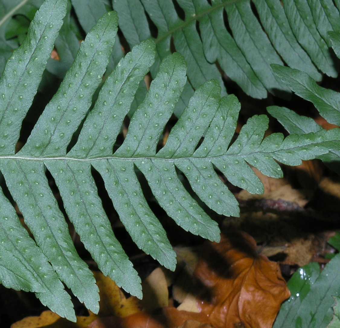 Polypodiaceae Polypodium vulgare