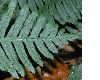 image of Polypodium vulgare