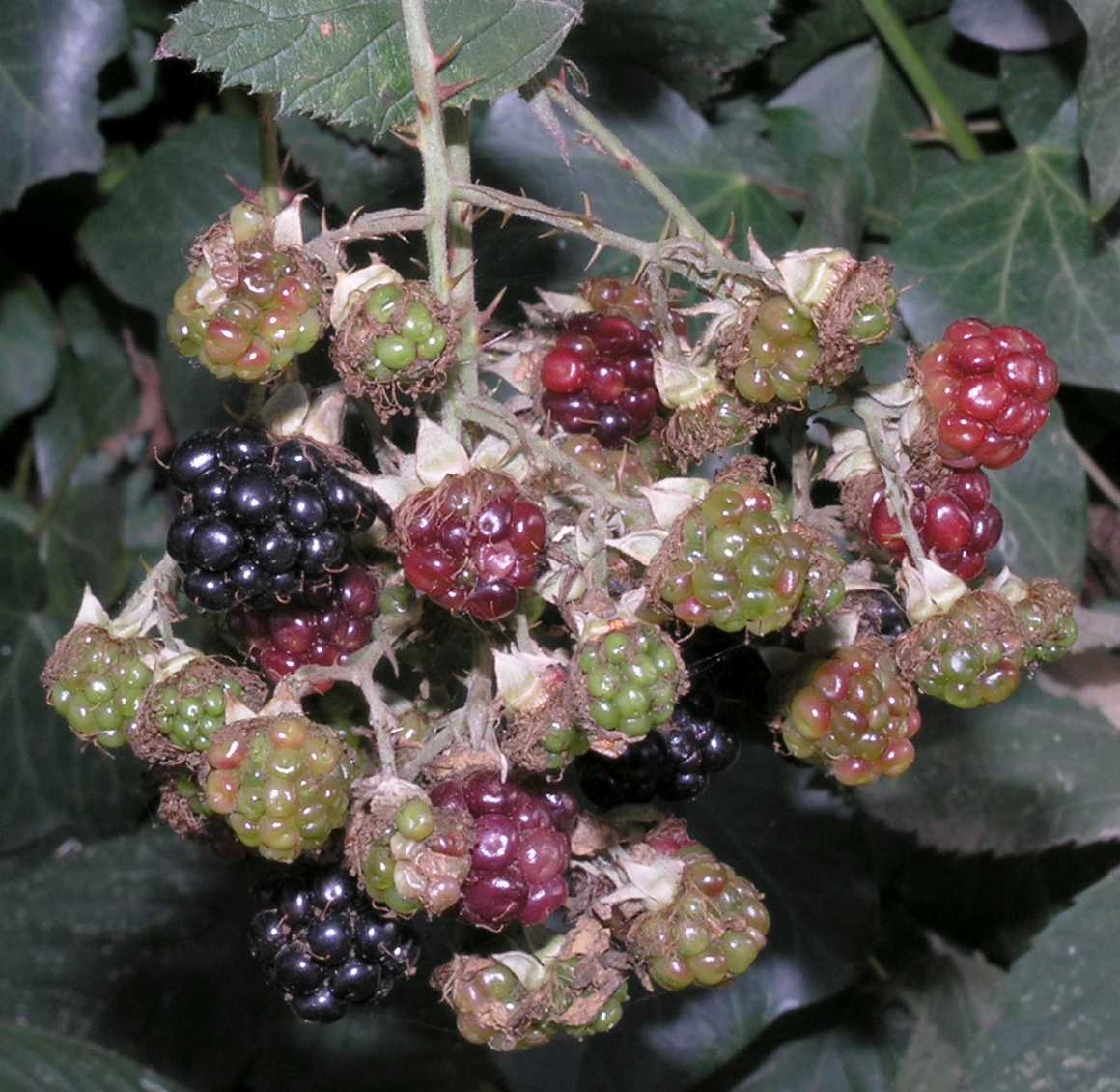 Rosaceae Rubus 