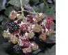 image of Rubus 