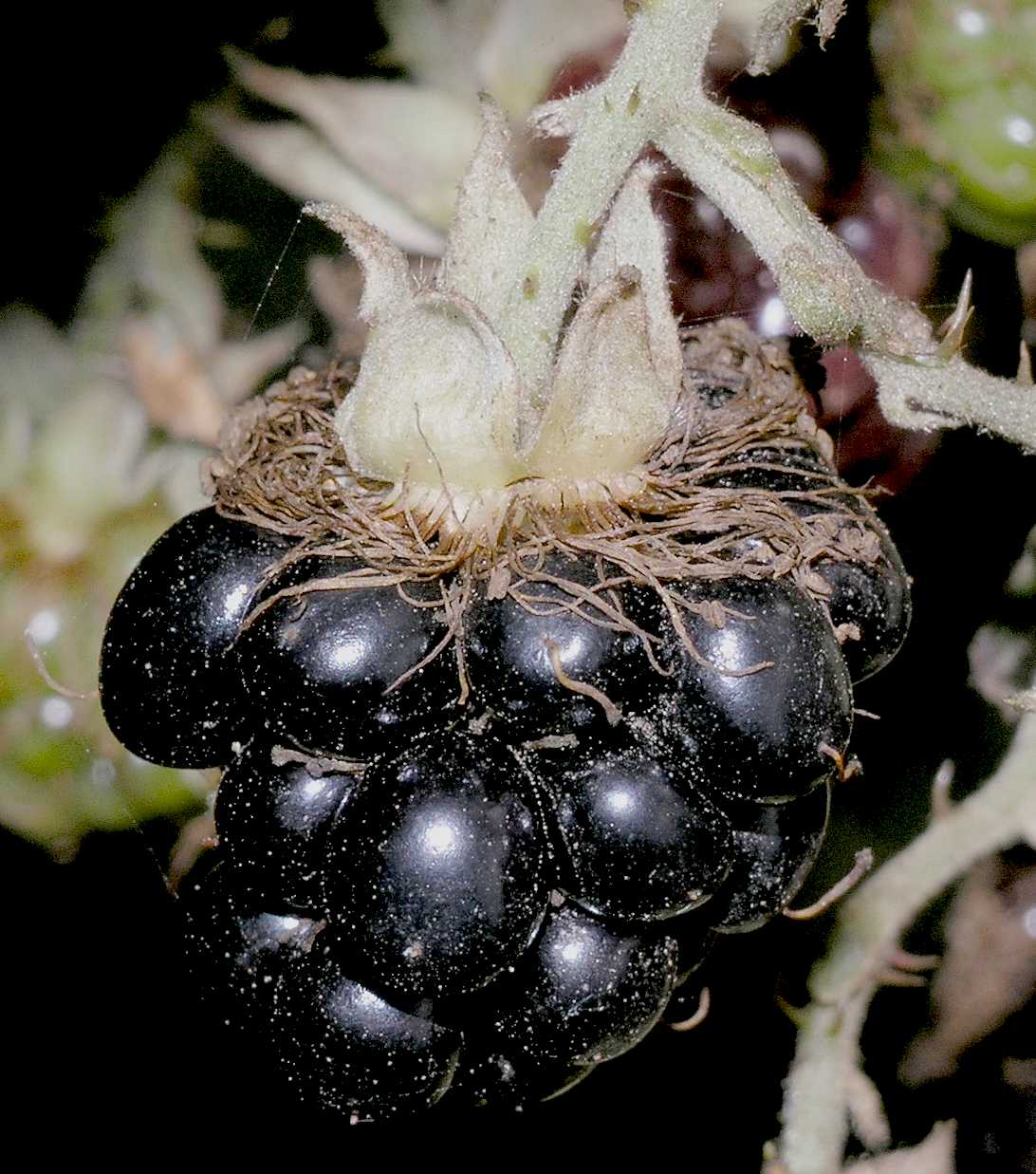Rosaceae Rubus 