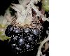 image of Rubus 