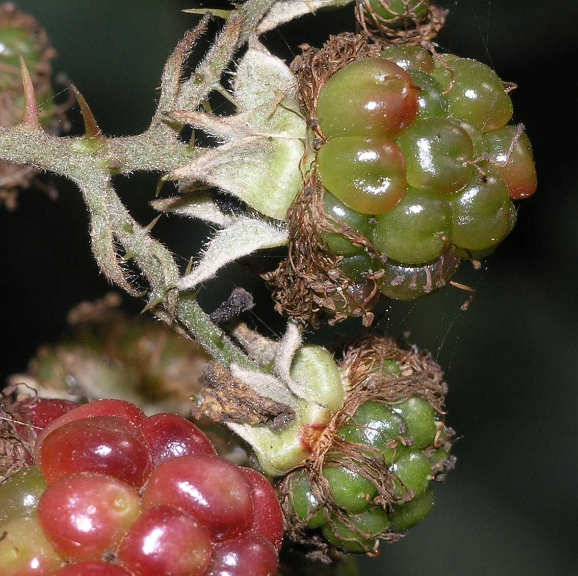 Rosaceae Rubus 