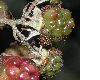 image of Rubus 