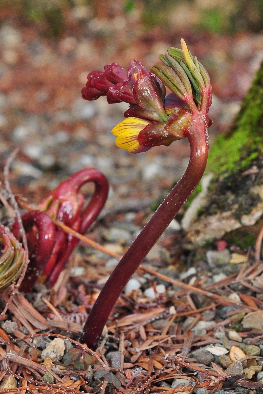 Berberidaceae Gymnospermium albertii