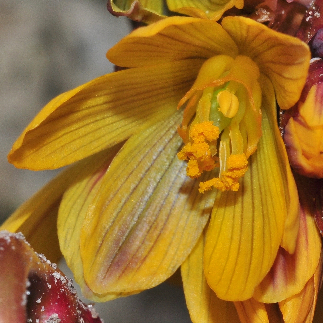 Berberidaceae Gymnospermium albertii