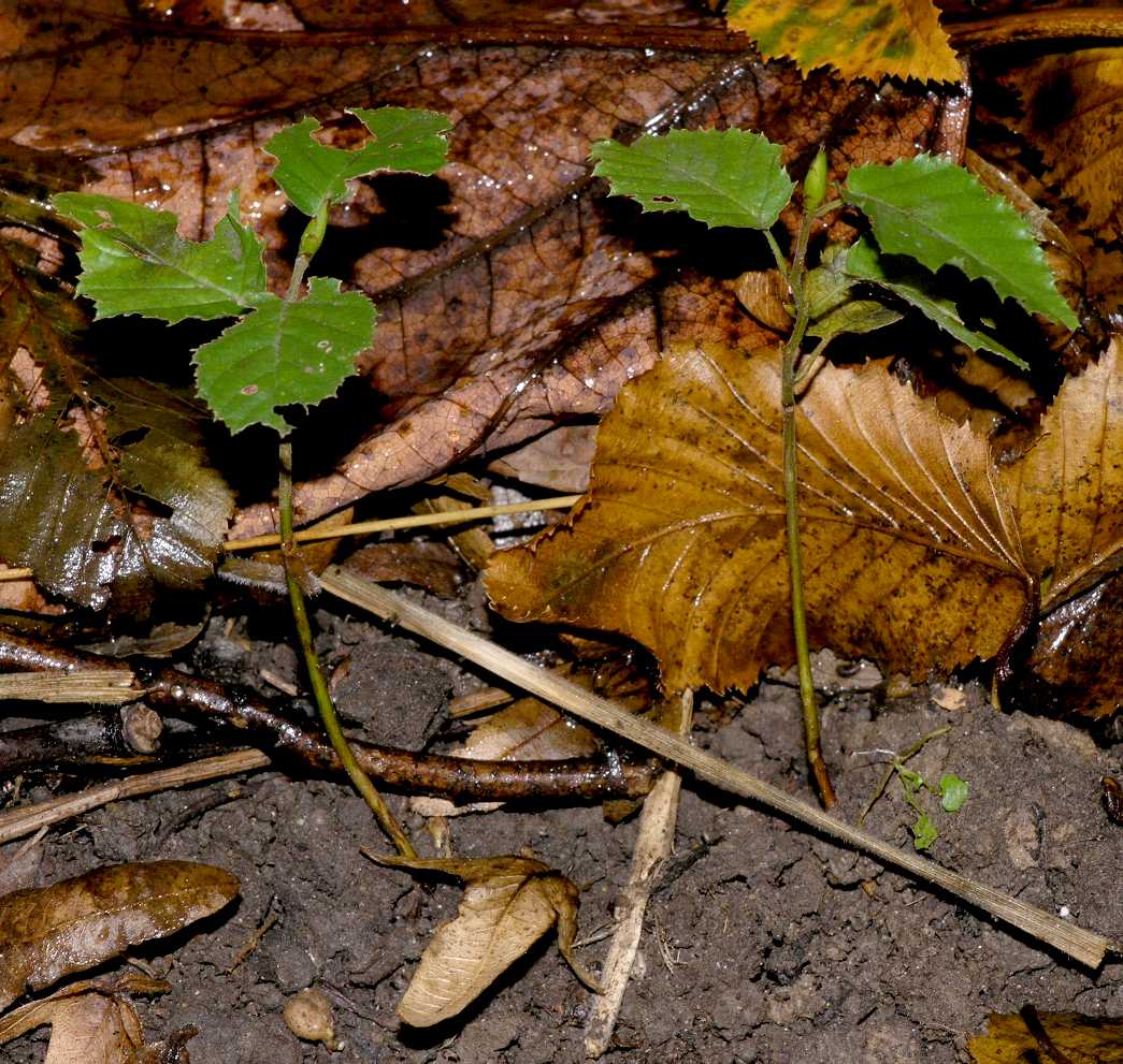 Betulaceae Carpinus betulus