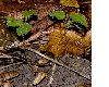image of Carpinus betulus