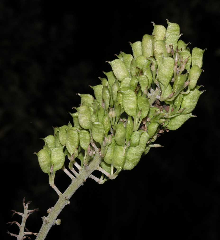 Ranunculaceae Actaea racemosa