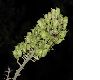 image of Actaea racemosa