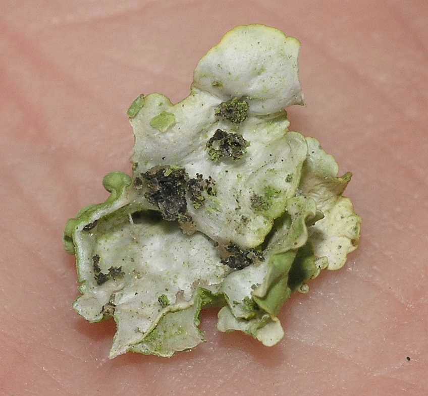  Xanthoria parietina