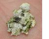 image of Xanthoria parietina