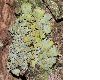 image of Xanthoria parietina