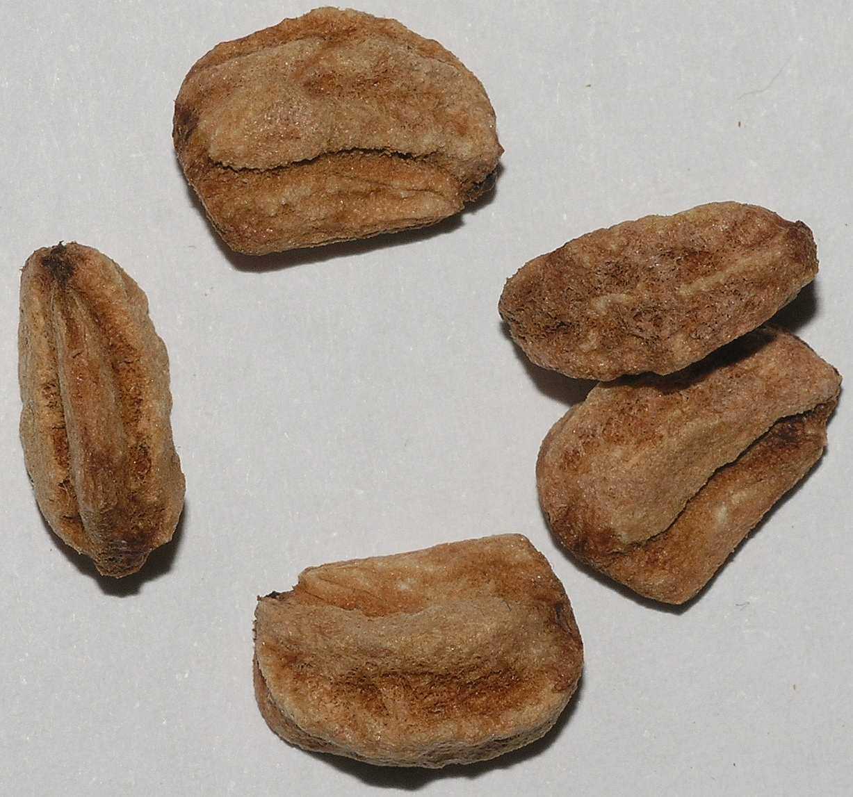 Rosaceae Mespilus germanica
