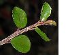 image of Cotoneaster horizontalis