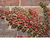 image of Cotoneaster horizontalis
