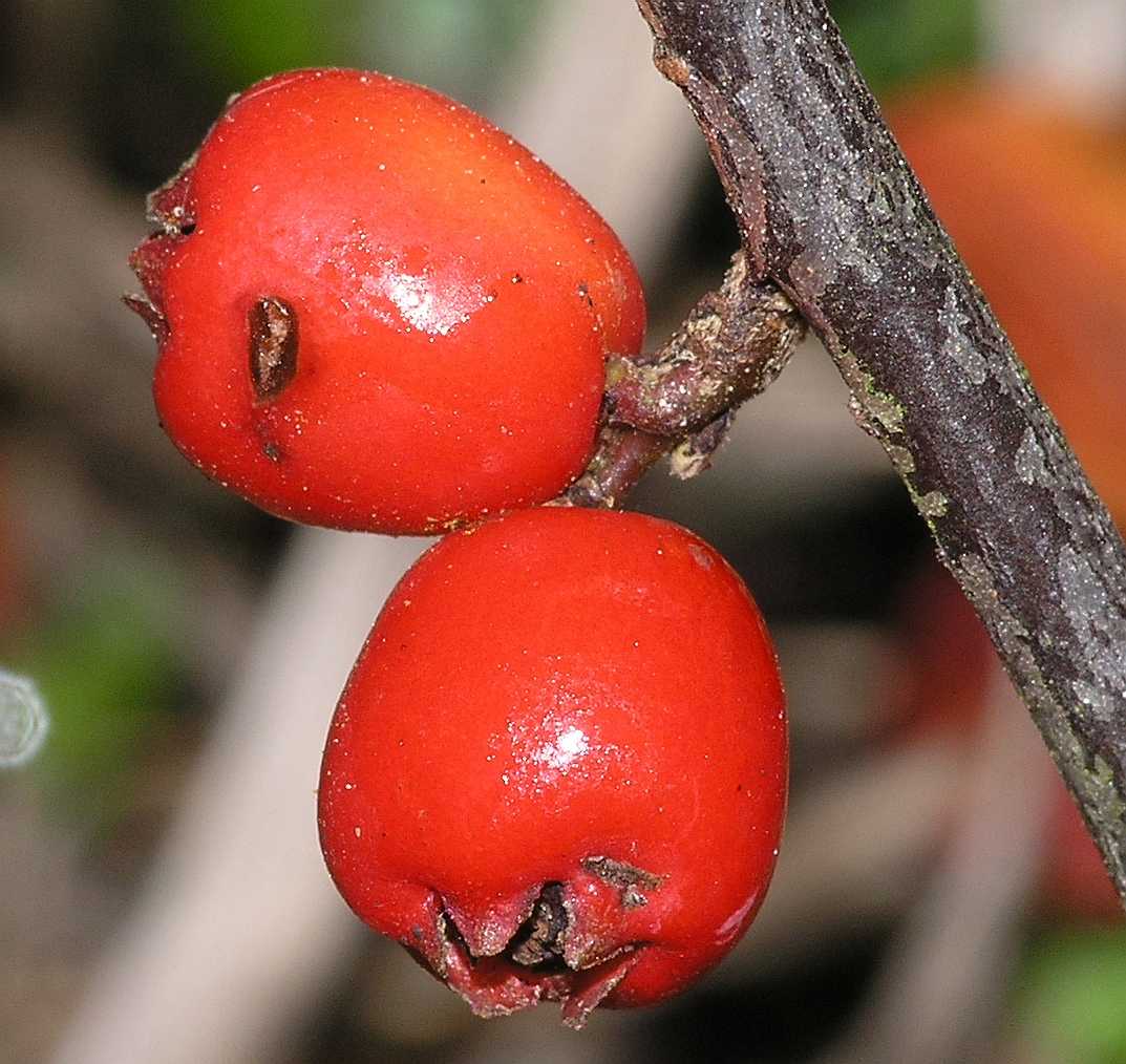 Rosaceae Cotoneaster horizontalis