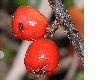 image of Cotoneaster horizontalis