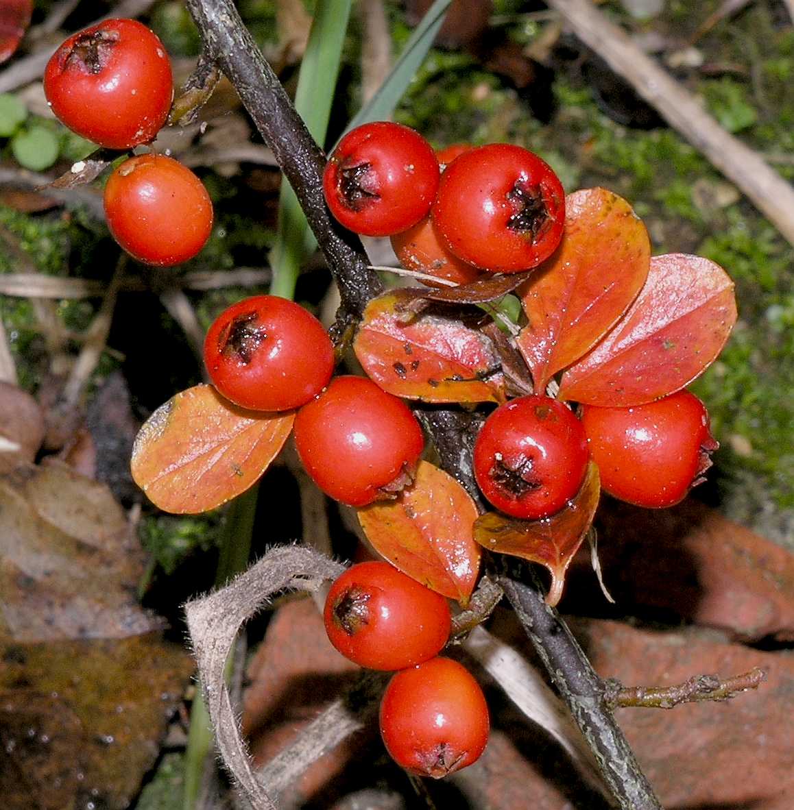 Rosaceae Cotoneaster horizontalis