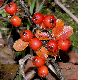 image of Cotoneaster horizontalis