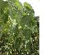 image of Davidia involucrata