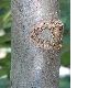 image of Davidia involucrata