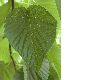 image of Davidia involucrata
