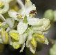 image of Olea europaea