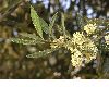 image of Olea europaea