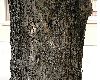 image of Olea europaea