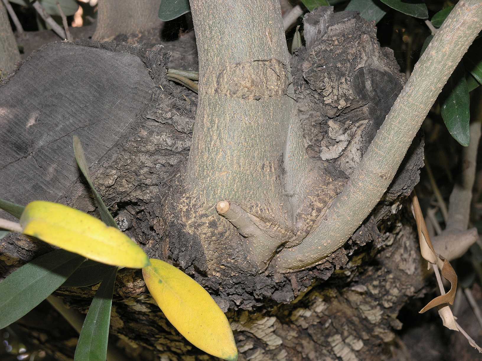 Oleaceae Olea europaea